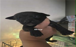 Mixed Breed dogs for sale: Staffy cross pups - Image 3