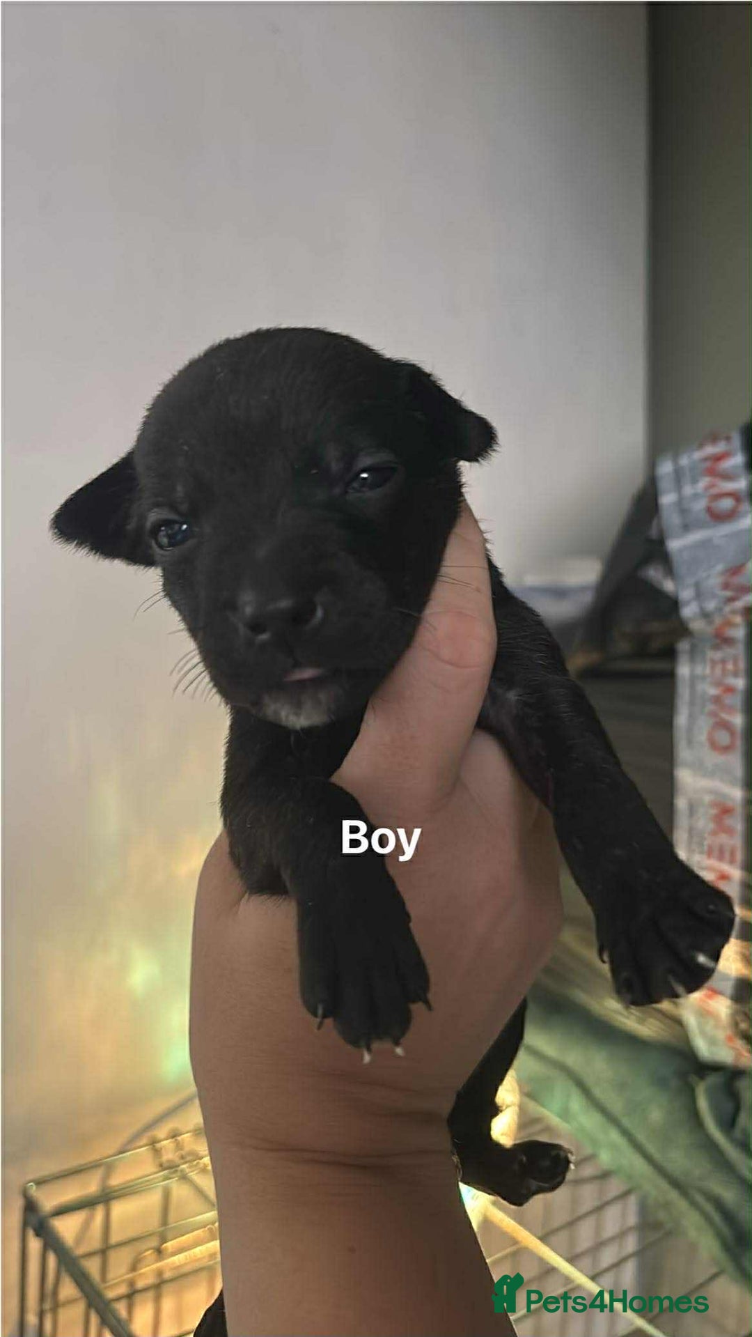 Mixed Breed dogs for sale: Staffy cross pups - Image 3