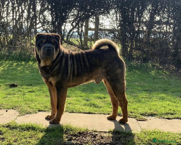 Shar Pei dogs in Scunthorpe - Advert 1