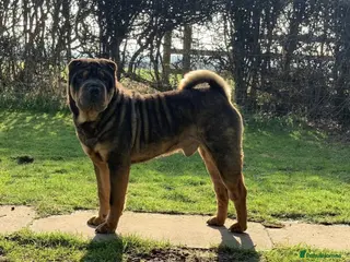Shar Pei dogs THE HUSTLER BLACK AND TAN KC in Scunthorpe - Advert 3