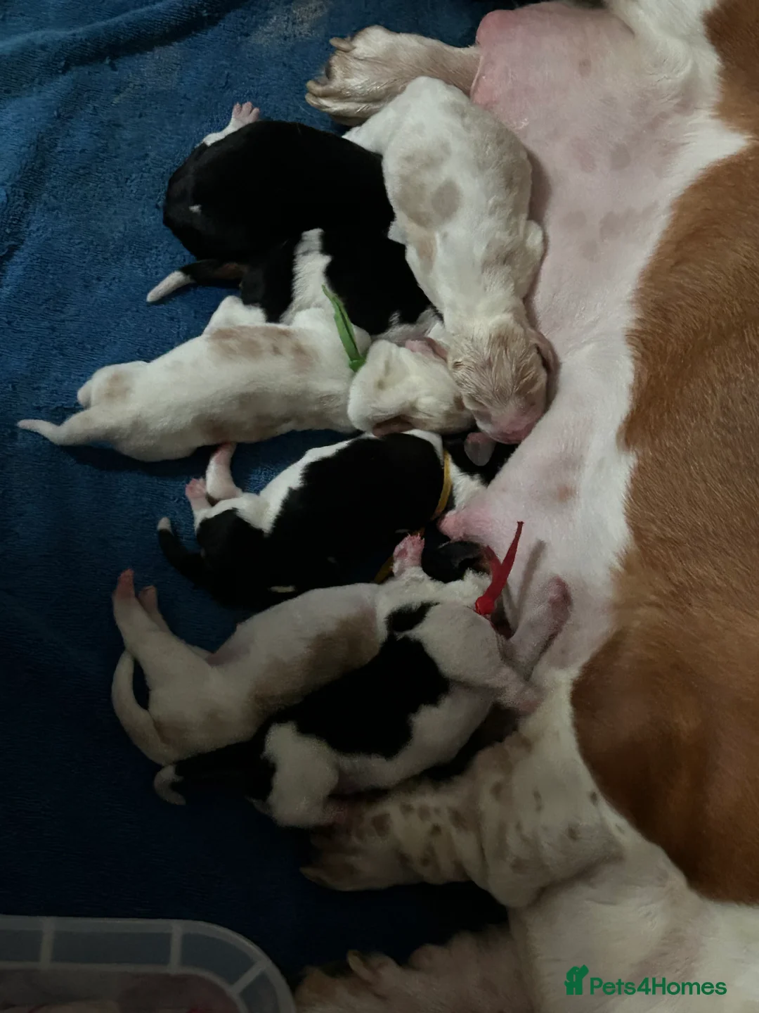 Basset Hound dogs for sale: Basset hound puppies!!! KC reg. - Advert 12