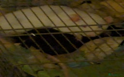 Rat rodents for sale: 2 Rats for rehoming - Image 3