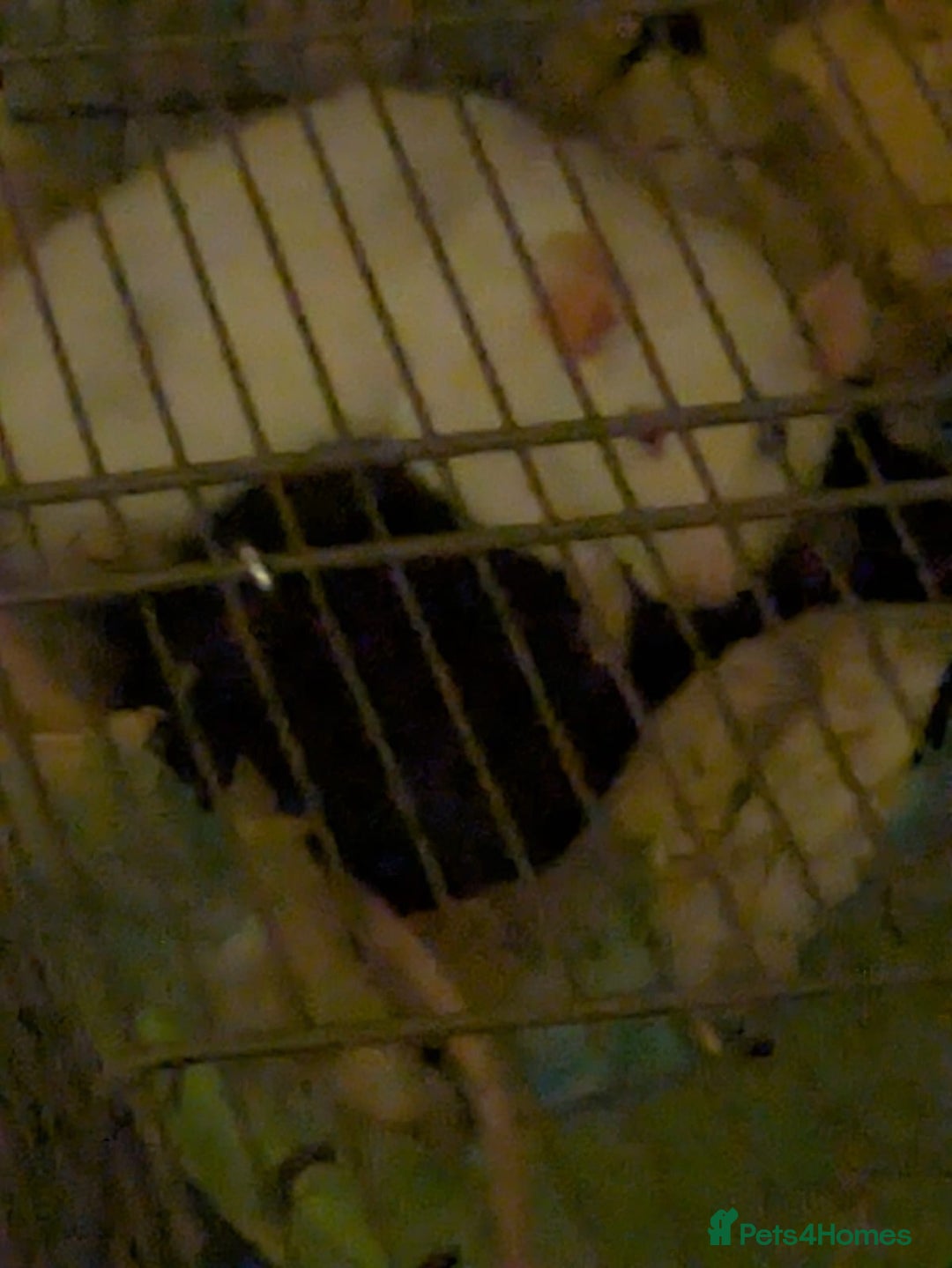 Rat rodents for sale: 2 Rats for rehoming - Image 3