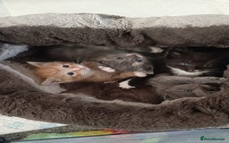 Mixed Breed cats for sale: Gorgeous kittens  - Image 1