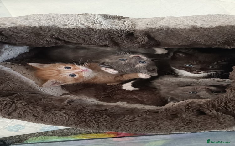 Mixed Breed cats - Advert 11