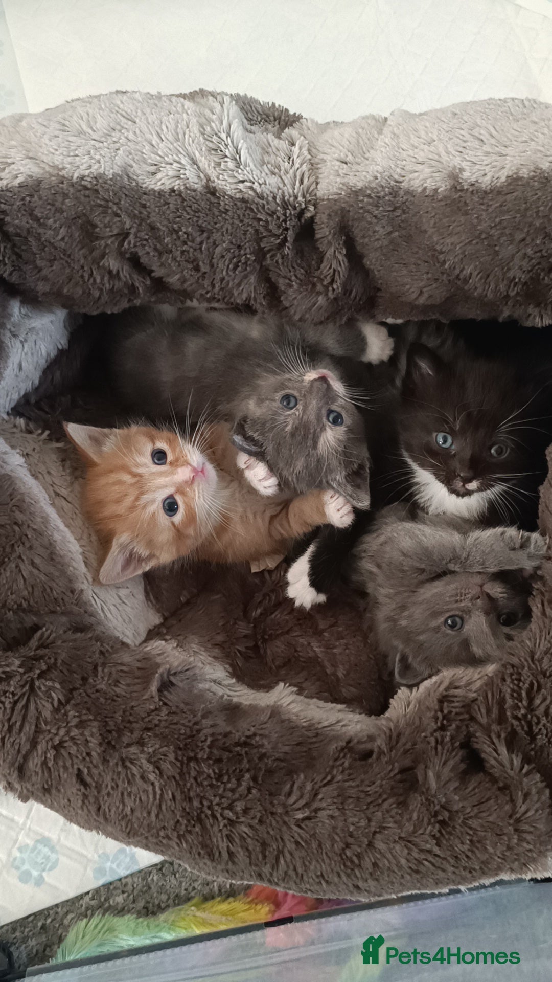 Mixed Breed cats for sale: Gorgeous kittens  - Image 1