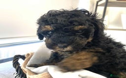 Standard Poodle dogs for sale: Phantom poodles - Image 4