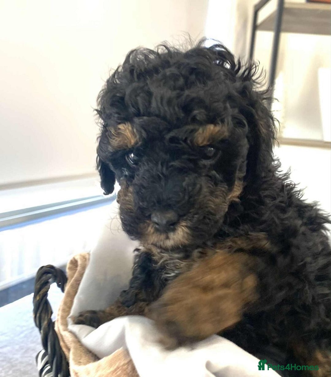 Standard Poodle dogs for sale: Phantom poodles - Image 4