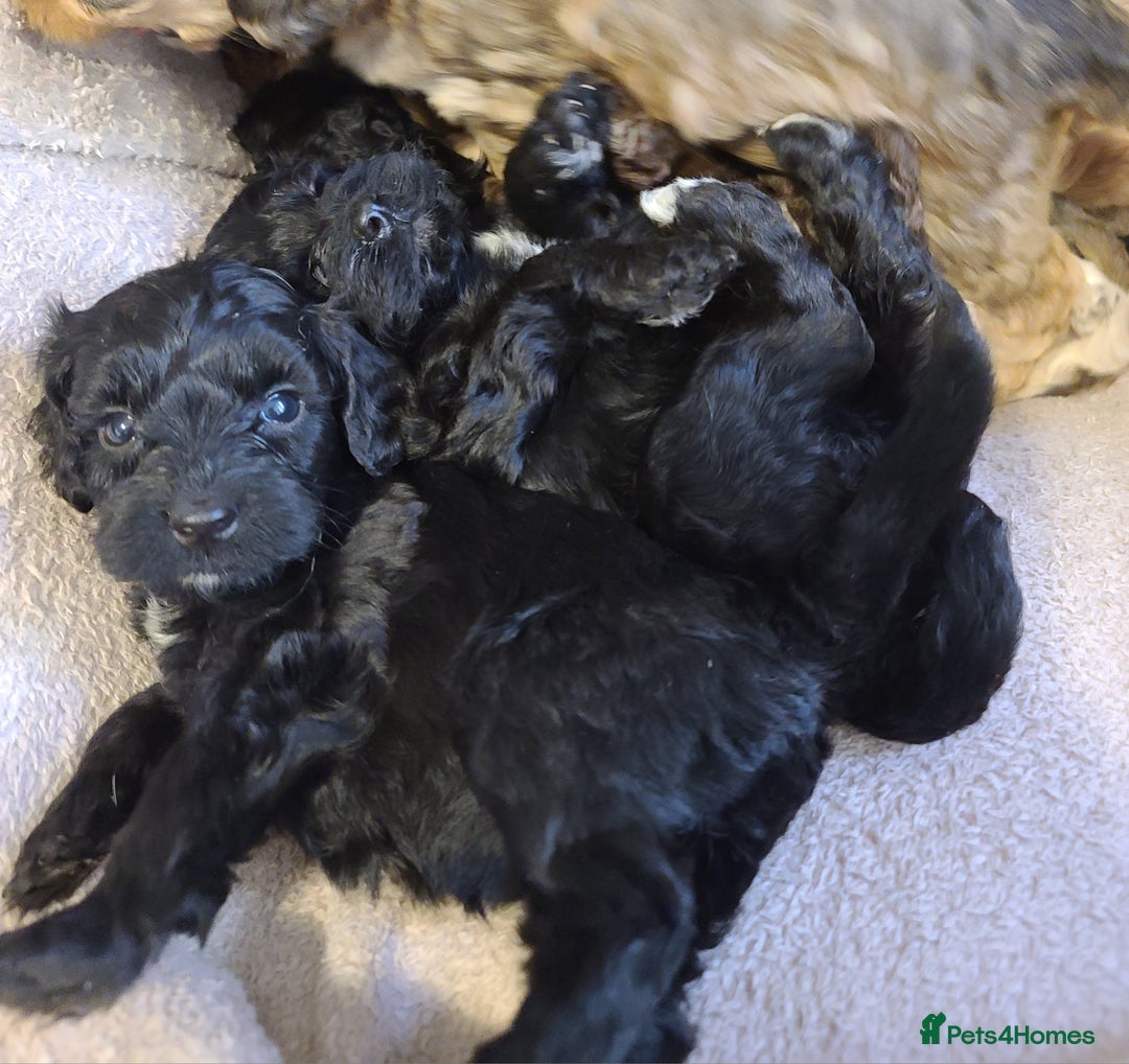 Cockapoo dogs for sale: Super Socialised F1 Cockapoo Puppies. DNA TESTED.  - Image 7