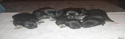 Chihuahua dogs for sale: Chihuahua pups in Doncaster - Advert 1