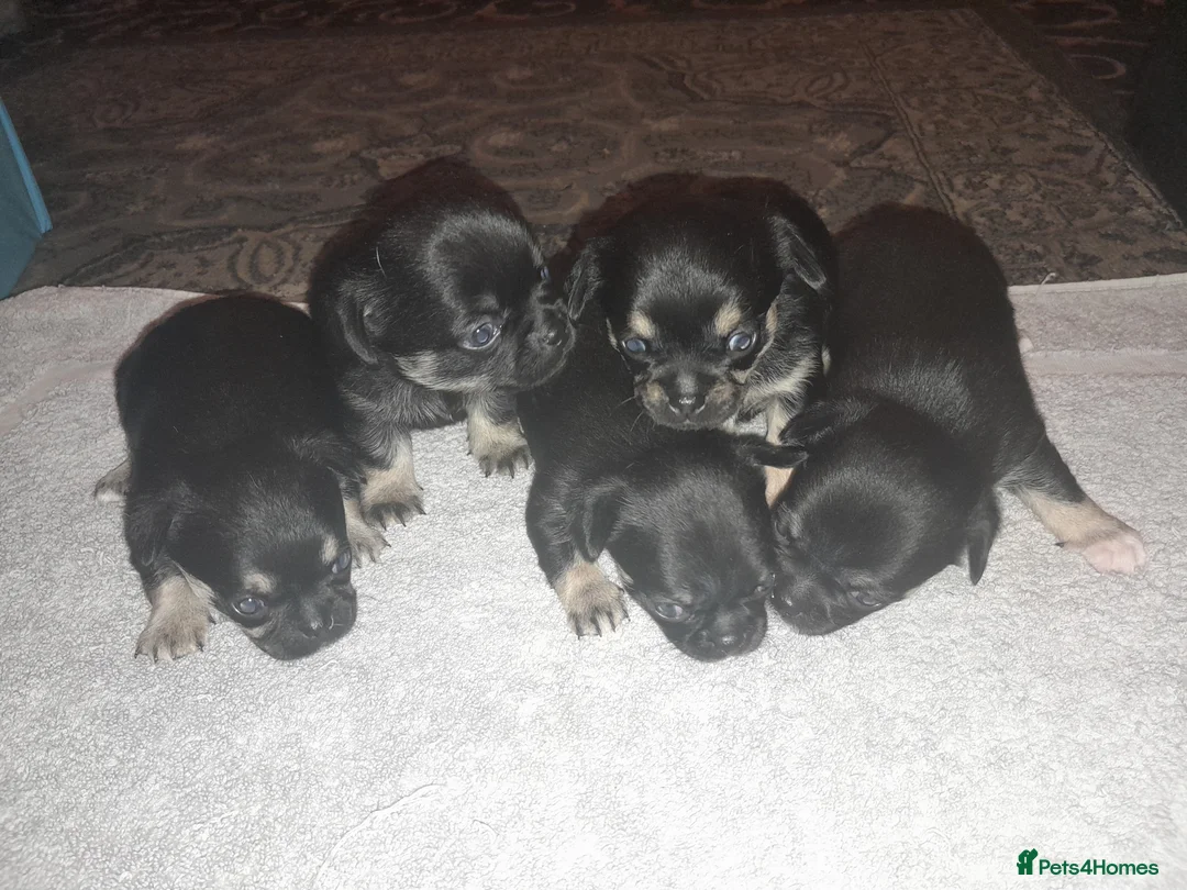 Chihuahua dogs for sale: Chihuahua pups in Doncaster - Advert 1