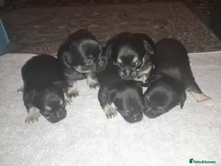 Chihuahua dogs Chihuahua pups in Doncaster - Advert 1