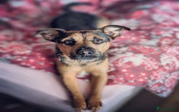 Patterjack dogs for stud: Patterjack stud - Image 11