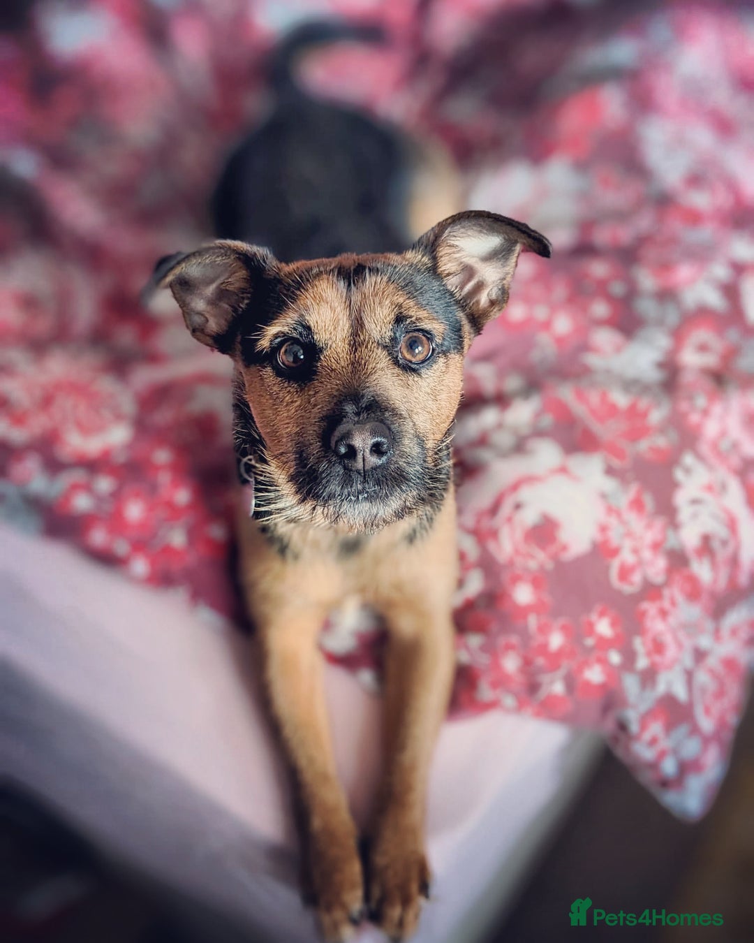 Patterjack dogs for stud: Patterjack stud - Image 11