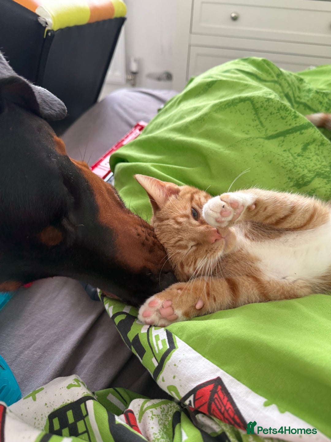 Mixed Breed cats for sale: The most beautiful kittens  in Wotton-under-Edge - Image 4
