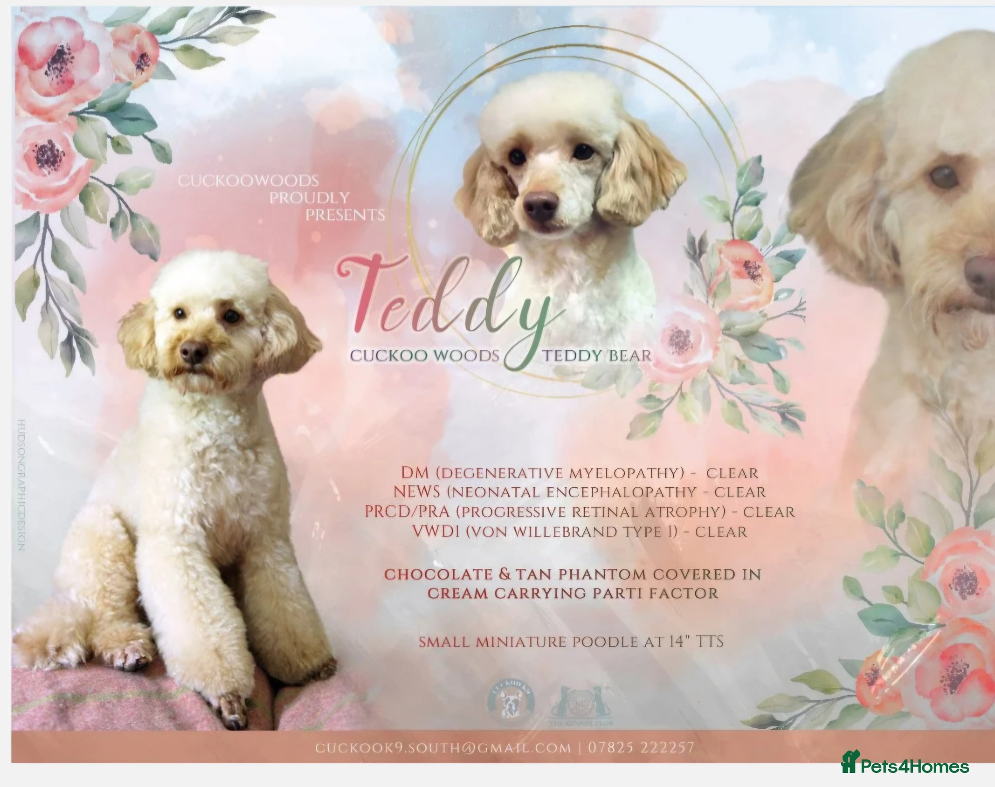Cockapoo dogs SHOW F1 cockapoos  - Advert 2