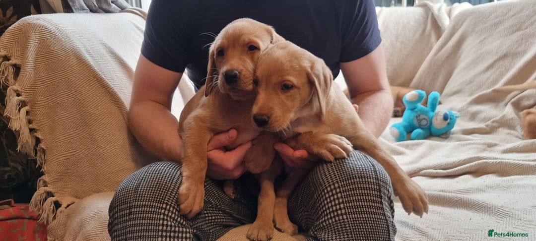 Labrador Retriever dogs for sale: Beautiful Yellow & Fox Red Labrador puppies. - Advert 9