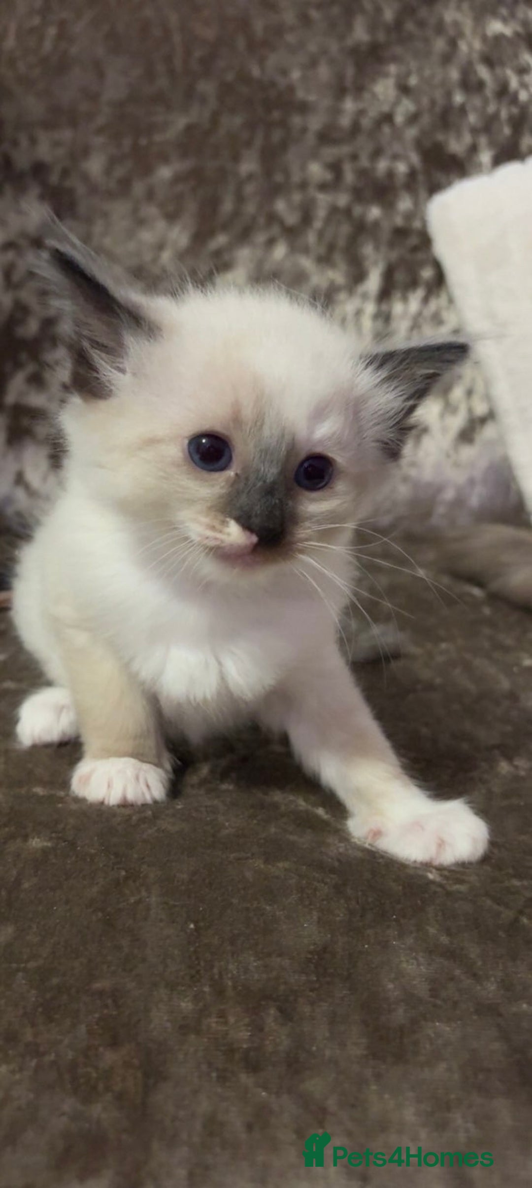 Ragdoll cats for sale: Beautiful Blue Mitted Ragdoll Kitten’s for Sale 🐾 - Image 5