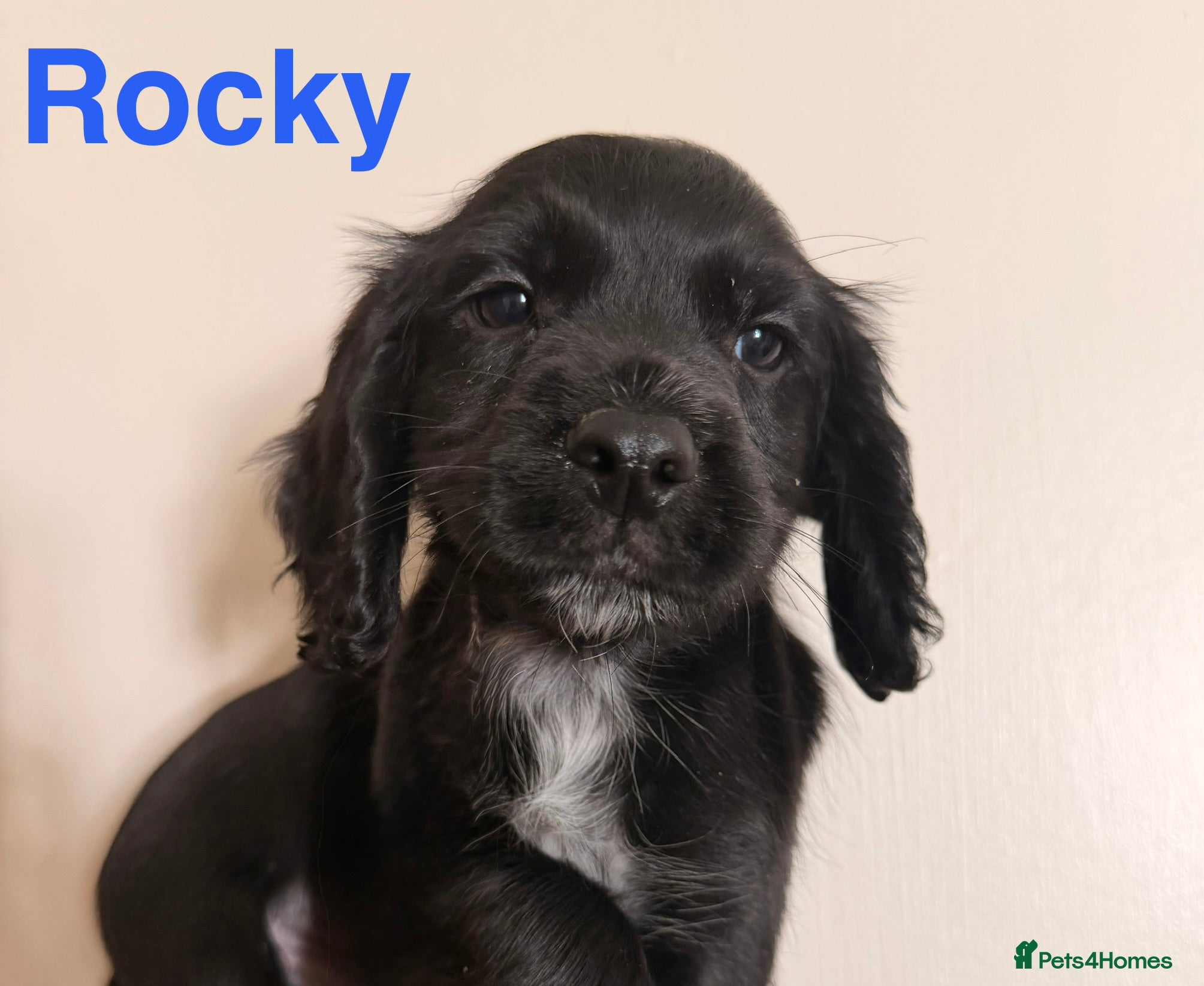 Cocker Spaniel dogs Working cocker spaniels  - Advert 2