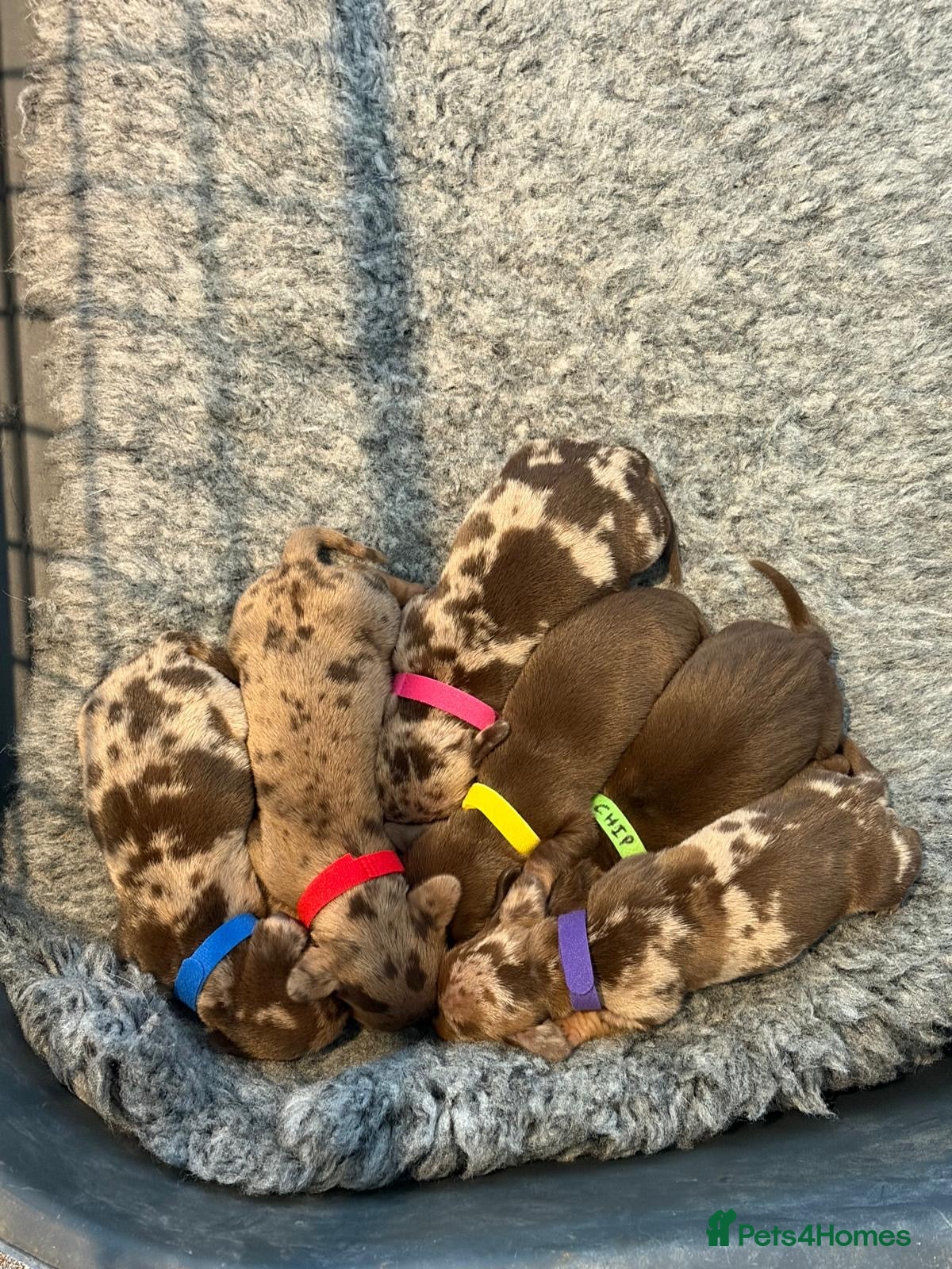 Miniature Dachshund dogs Gorgeous miniature dachshund puppies - Advert 13