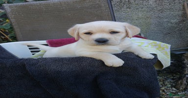Labrador Retriever dogs - Advert 1