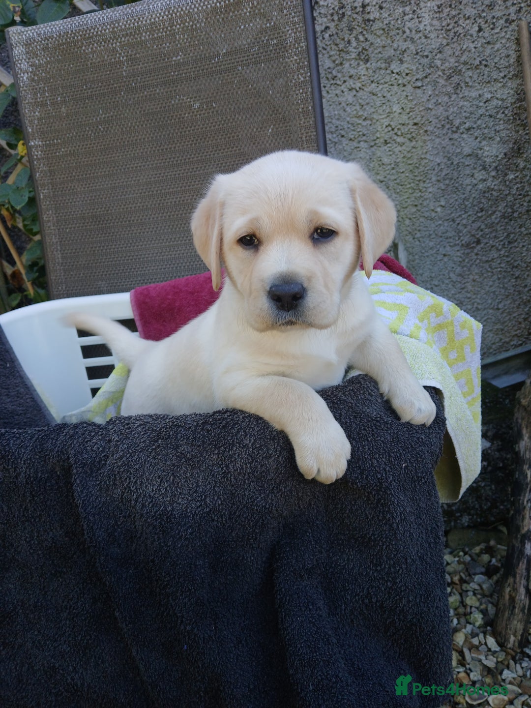 Labrador Retriever dogs for sale: Top quality yellow girls - Image 2