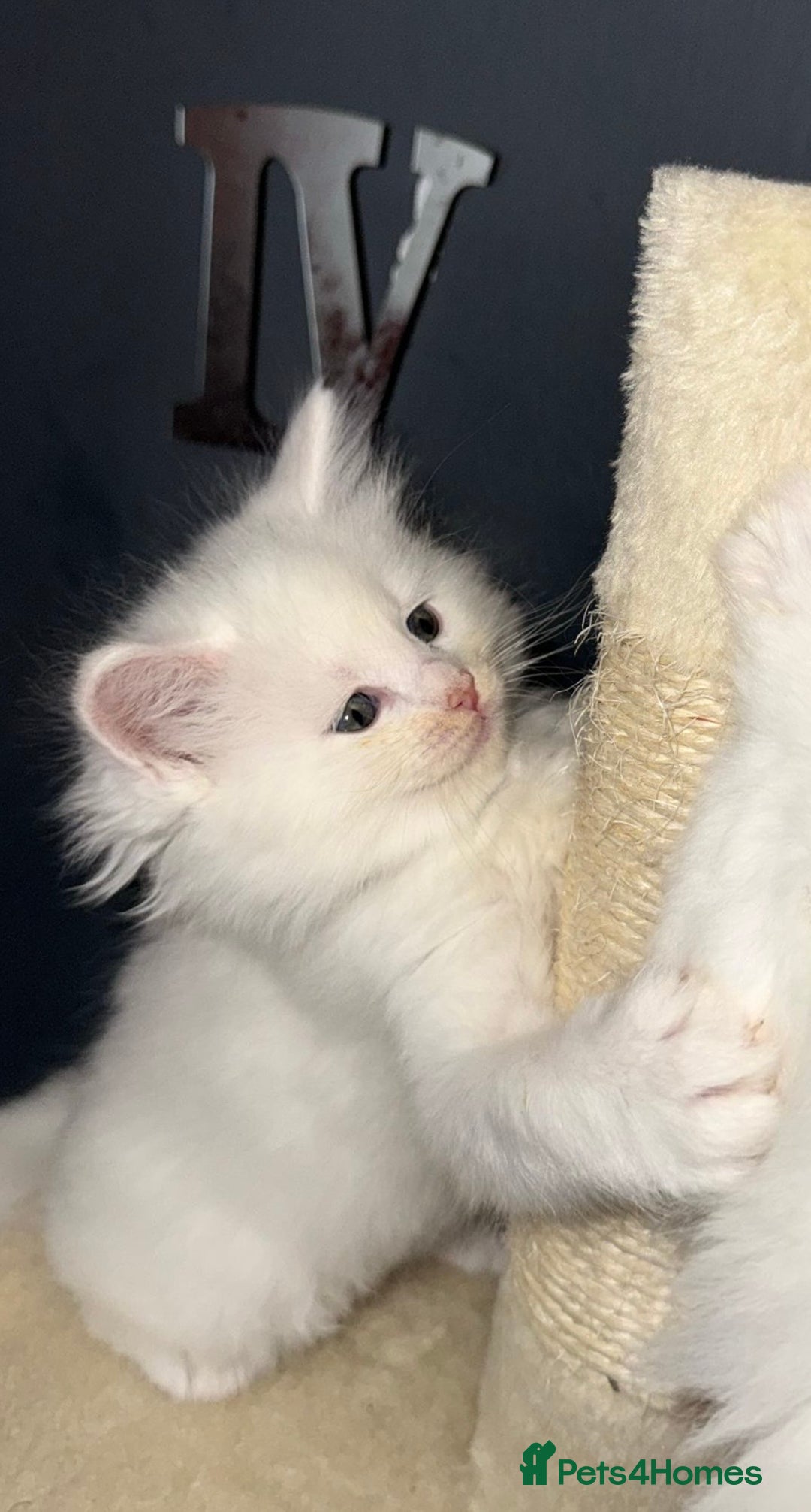 Mixed Breed cats for sale: Stunning Ragdoll x Maine Coon Kittens - Advert 18