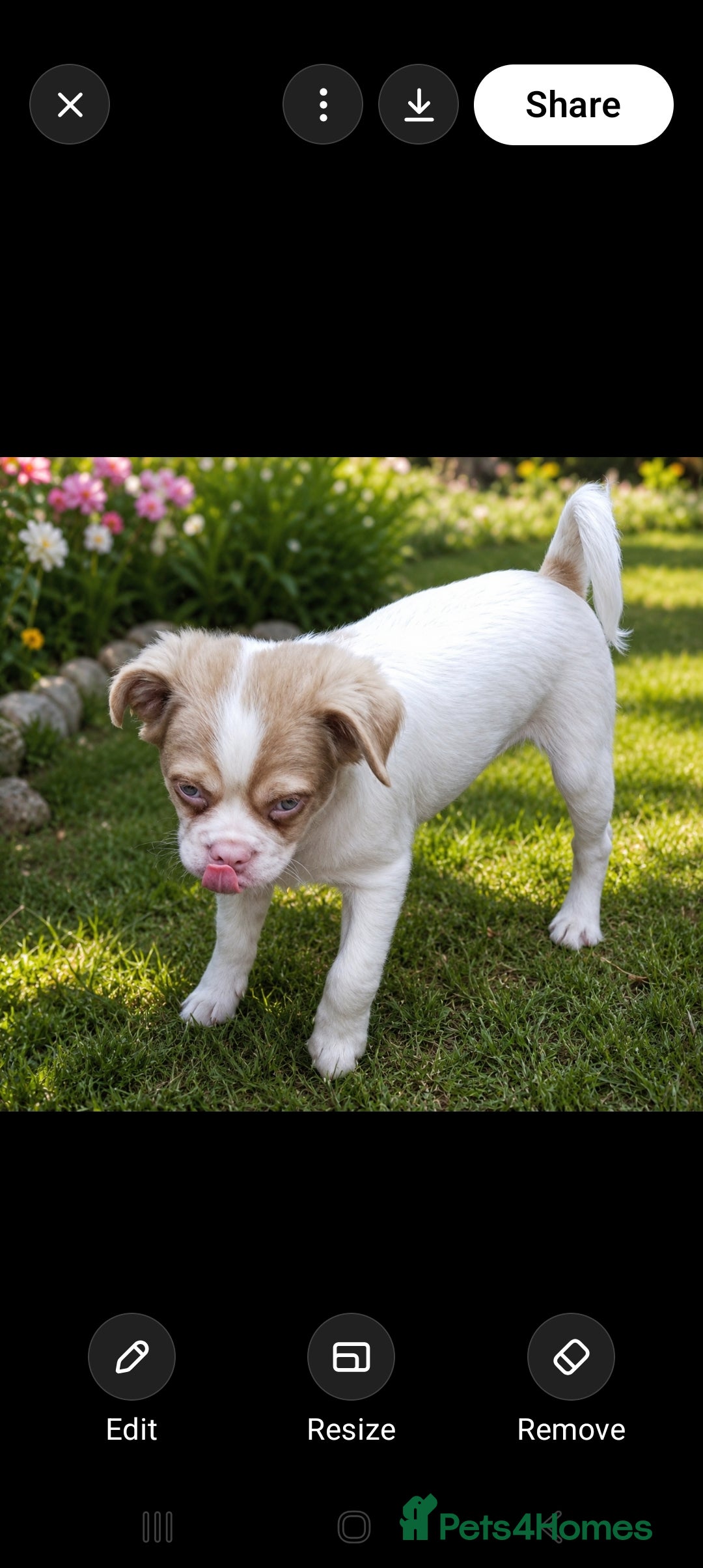 Jug dogs 6 adorable babies looking for their forever homes! - Advert 2