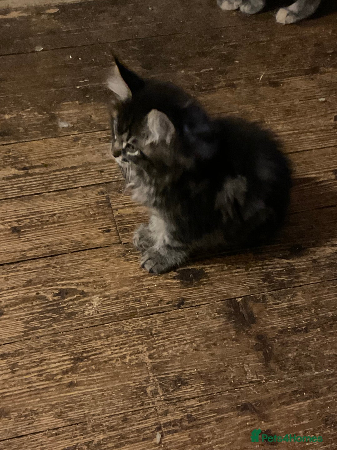 Maine Coon cats for sale: Maine coon x Raggamuffins  - Advert 4