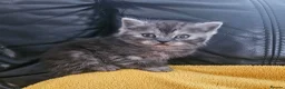 Scottish Fold cats for sale: Adorable Scottish Fold Straight Ear Tabby Kittens - Advert 28