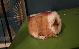 Guinea Pig rodents for sale: Pure Bred swiss boars and pet sows - Image 3