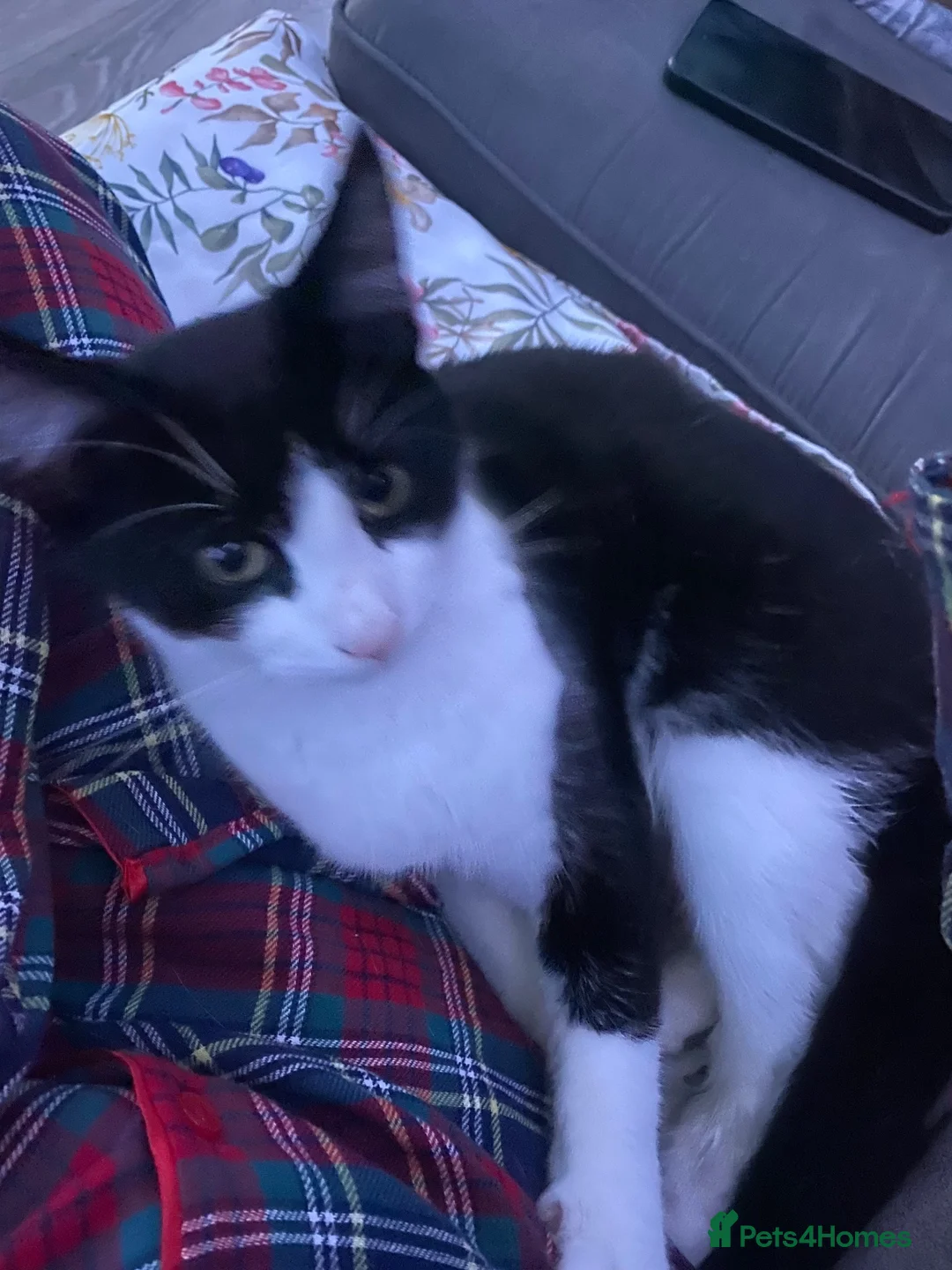 Mixed Breed cats for sale: Cat rehomed  - Advert 2