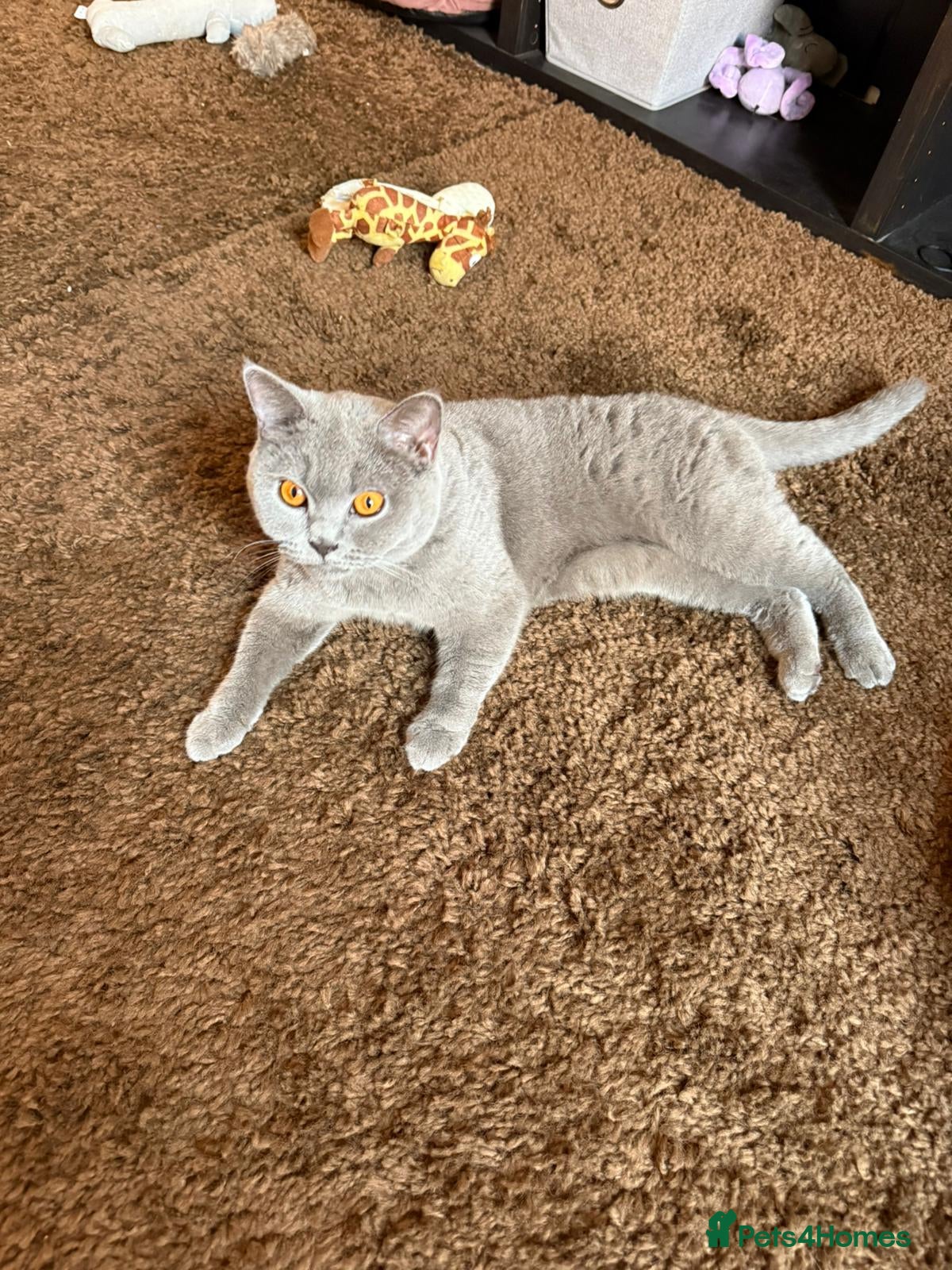 British Shorthair cats Beautiful purebred British Shorthair female cat - Advert 3