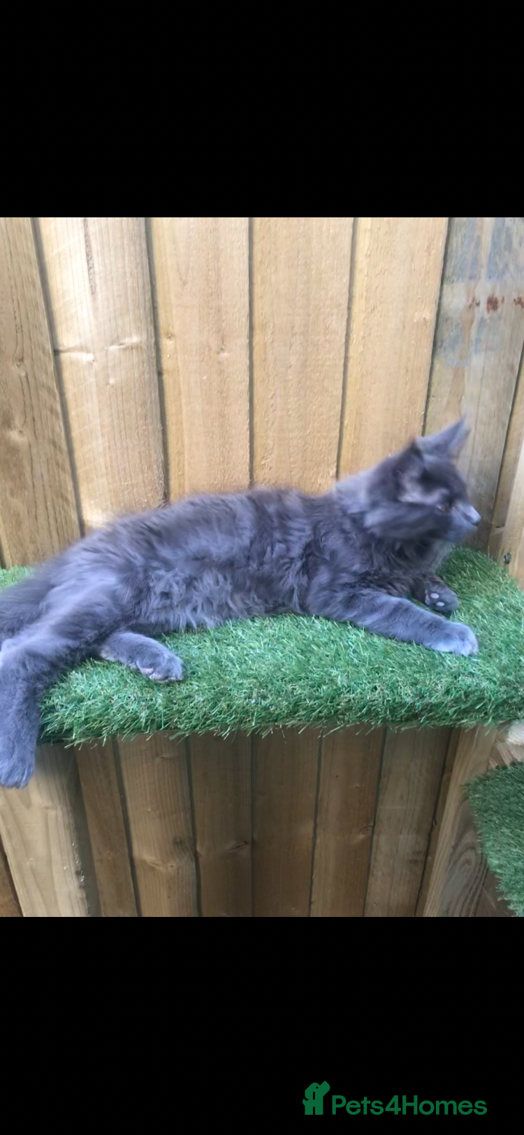 Maine Coon cats for sale: Tica boys available  - Advert 6