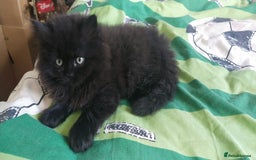 Persian cats for sale: Persian kittens - Image 5