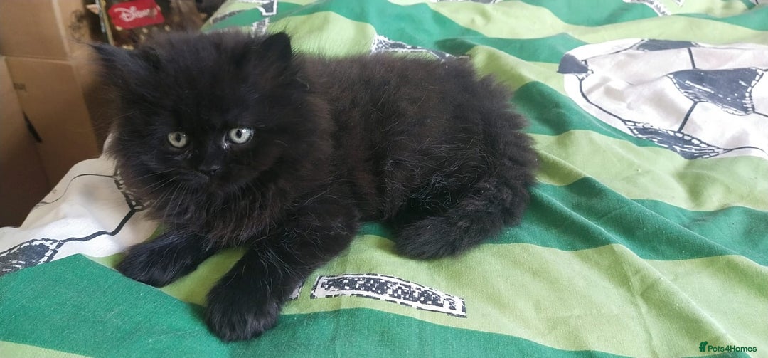 Persian cats for sale: Persian kittens - Image 5