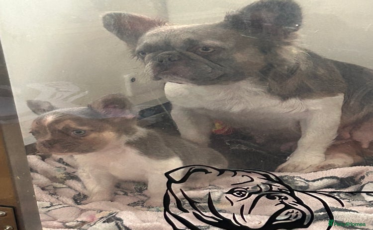 French Bulldog dogs - Advert 1