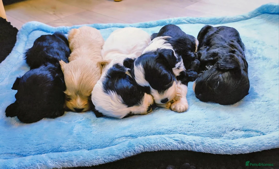 Cavapoo dogs for sale: Unique🌈Litter F1 Cavapoo's Health Tested  in Stockport - Advert 1