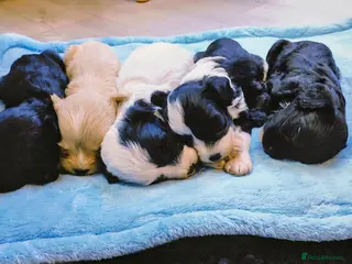 Cavapoo dogs Unique🌈Litter F1 Cavapoo's Health Tested - Advert 1