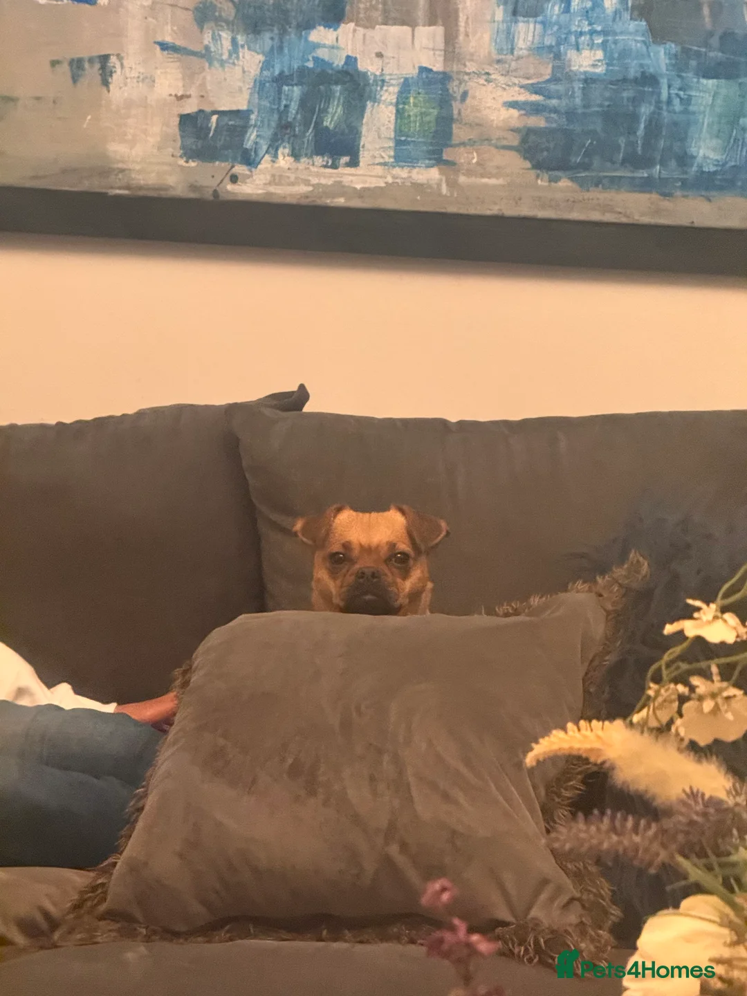 Jug dogs for sale: Jug (Jack Russell & Pug) Female  - Advert 7