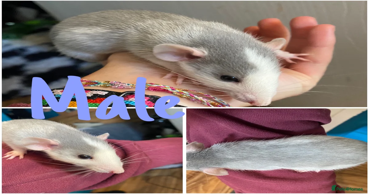 Young rats for sale in Kettering | Pets4Homes