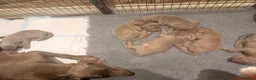 Weimaraner dogs for sale: Wonderful KC Reg Weimaraner Puppies x 6  - Advert 19