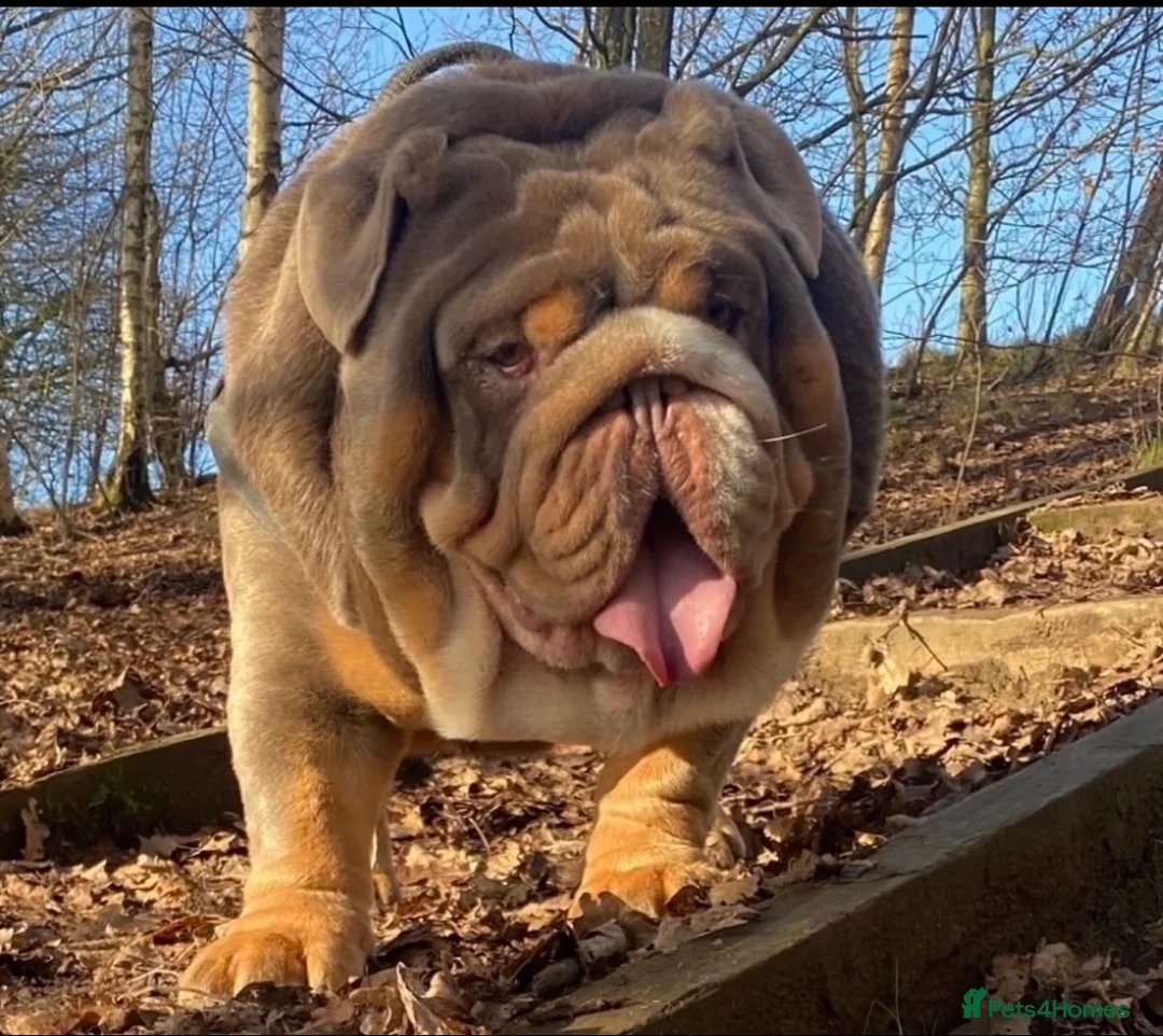 English Bulldog dogs for stud: SMOKEY 💨 for stud 💨 in Wigan - Advert 2