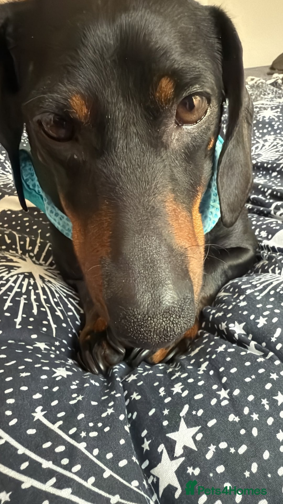 Miniature Dachshund dogs for sale: Beautiful Miniature Dachshund  - Image 7