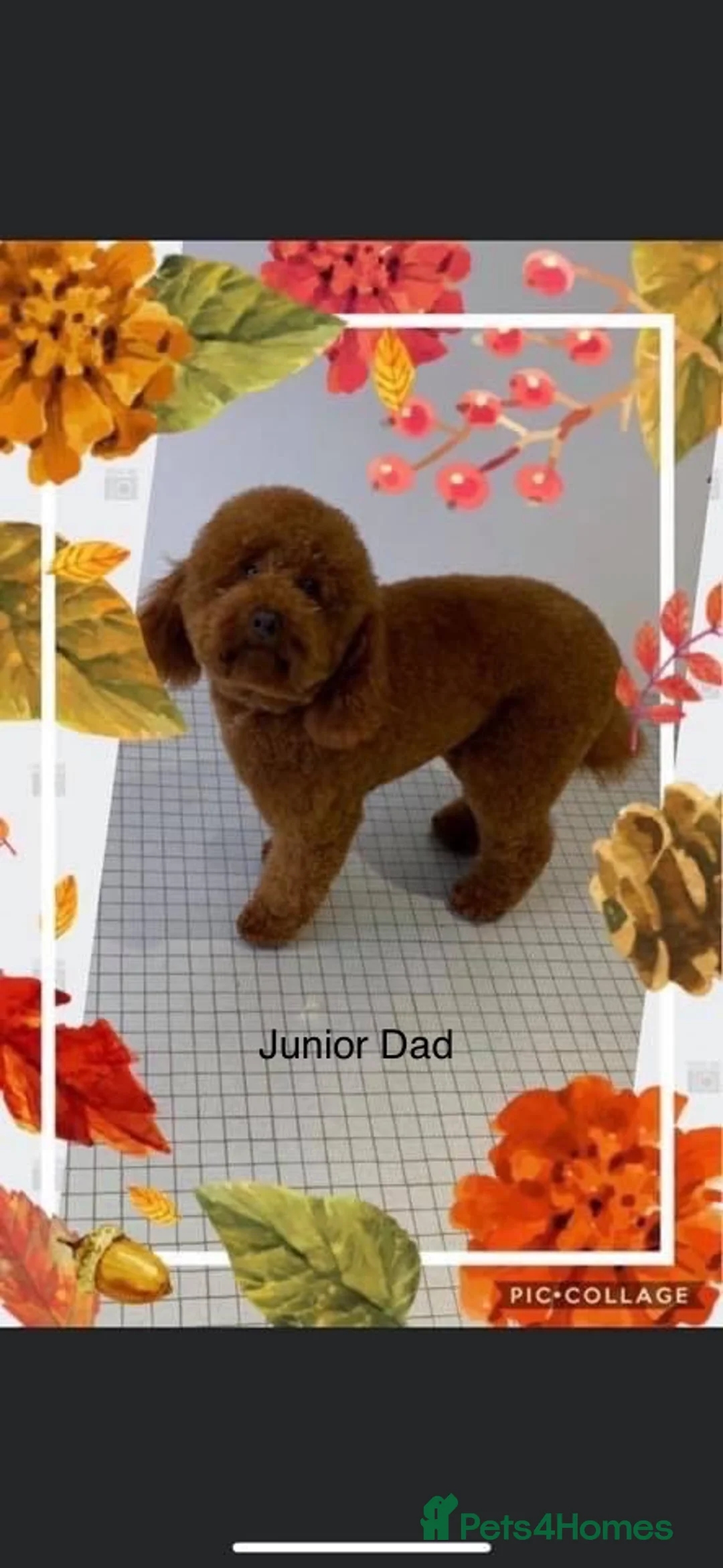 Mini Goldendoodle dogs for sale: Outstanding Goldendoodle puppies  in Whitchurch - Advert 2