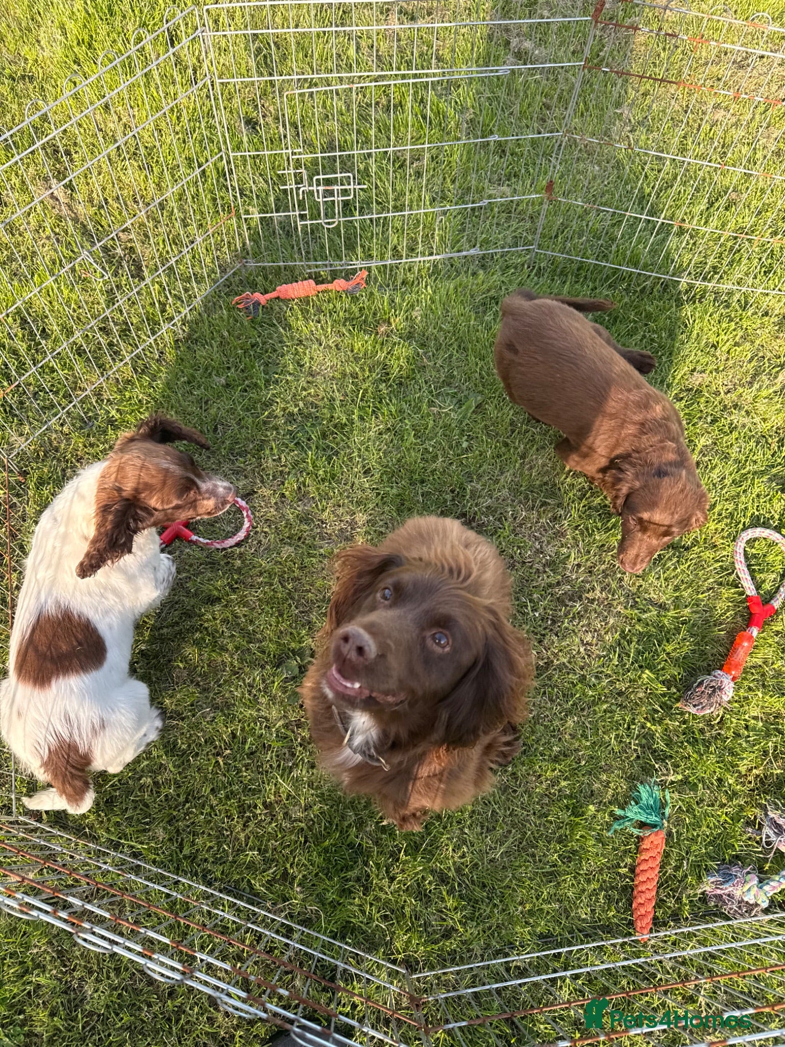 Sprocker dogs Male Sprocker Spaniel: Vaccinated/Health-Checked - Advert 1