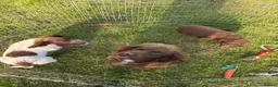 Sprocker dogs for sale: Male Sprocker Spaniel: Vaccinated/Health-Checked in Llandysul - Advert 1