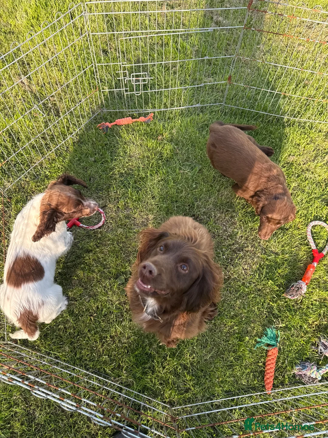Sprocker dogs for sale: Male Sprocker Spaniel: Vaccinated/Health-Checked in Llandysul - Advert 1
