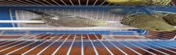 Budgerigars birds for sale: Baby budgies 2026 - Advert 6