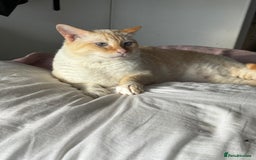 Siamese cats for sale: Ariel - Rescue Siamese - Image 6